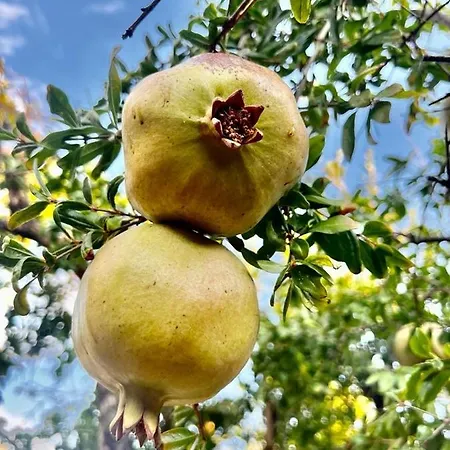 Olive Sense With Jacuzzi And Sauna