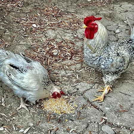 Olive Sense With Jacuzzi And Sauna *