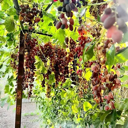 Villa Olive Sense With Jacuzzi And Sauna Afantou