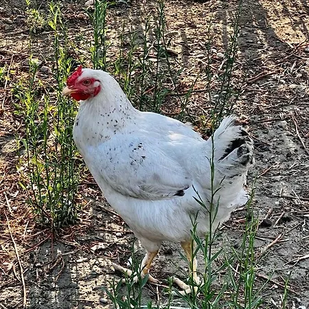 Olive Sense With Jacuzzi And Sauna Villa *