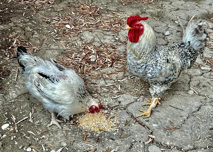 Olive Sense With Jacuzzi And Sauna *