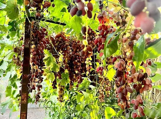 فيلة Olive Sense With Jacuzzi And Sauna أفانتو