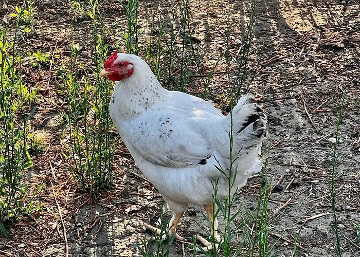 Olive Sense With Jacuzzi And Sauna וילה *