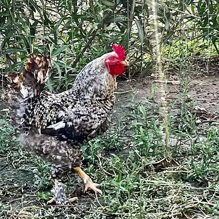 Olive Sense With Jacuzzi&sauna *