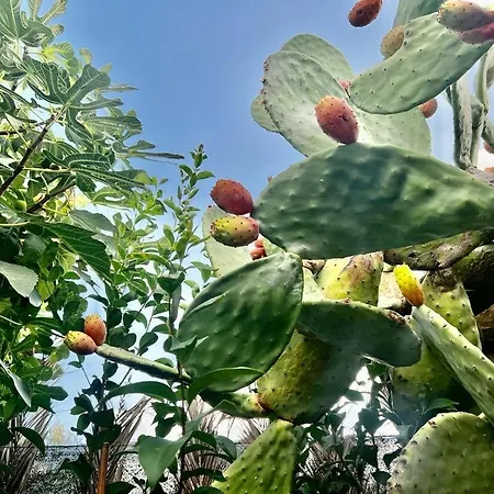 Olive Sense With Jacuzzi And Sauna 别墅 *