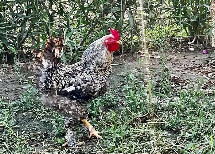 Olive Sense With Jacuzzi&sauna *