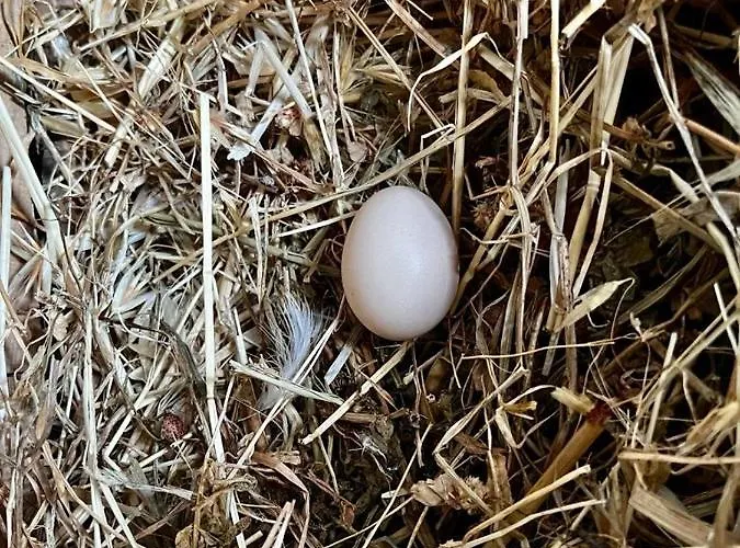 Olive Sense With Jacuzzi&sauna Villa Afantou