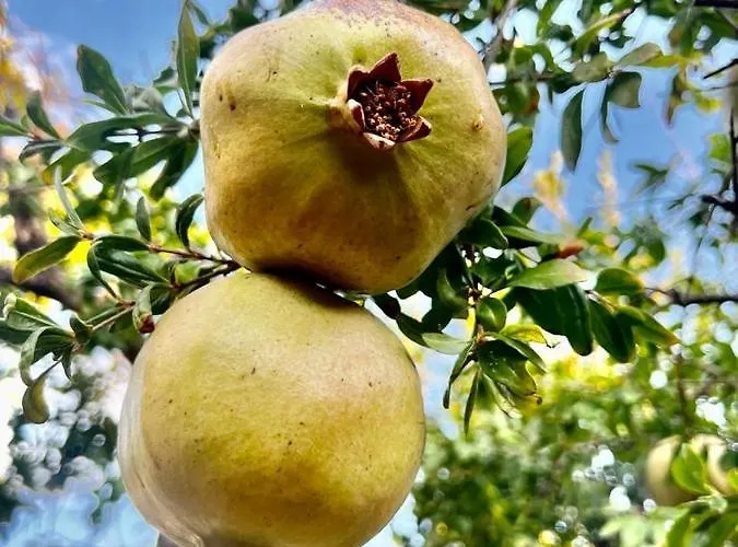 Olive Sense With Jacuzzi&sauna